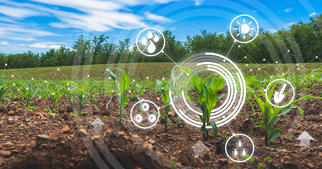 young corn crop soil quality digital callout