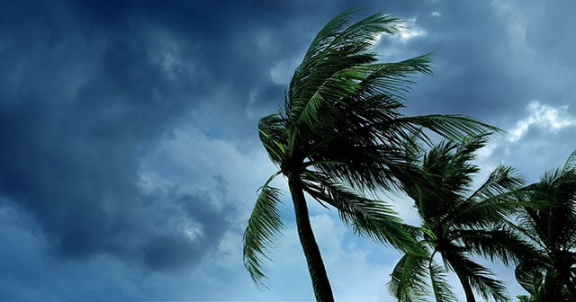 Blog Header Palm tree blowing in the wind