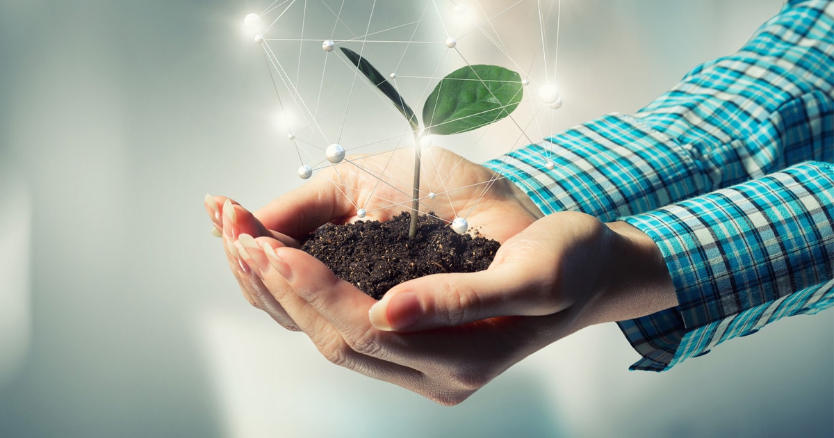 Female Hands holding small plant