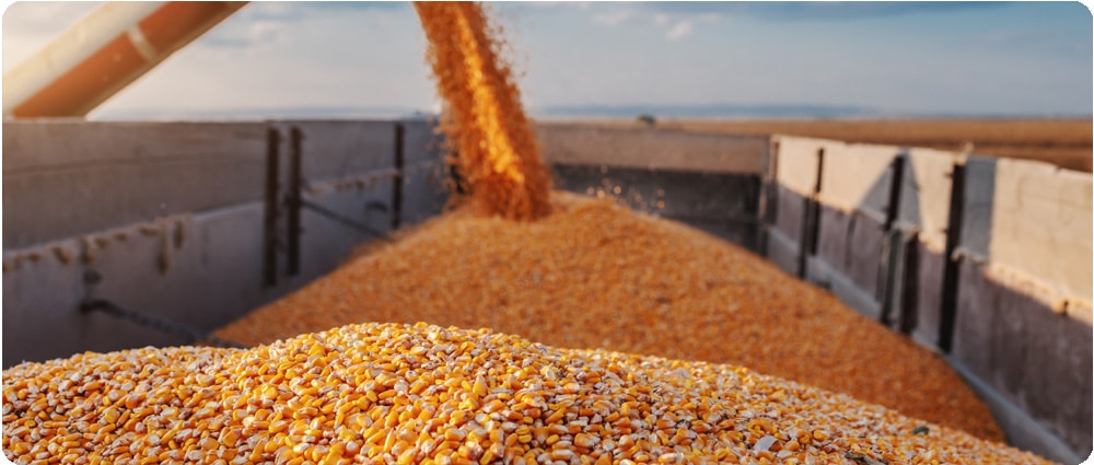 Corn grains in tractor trailer