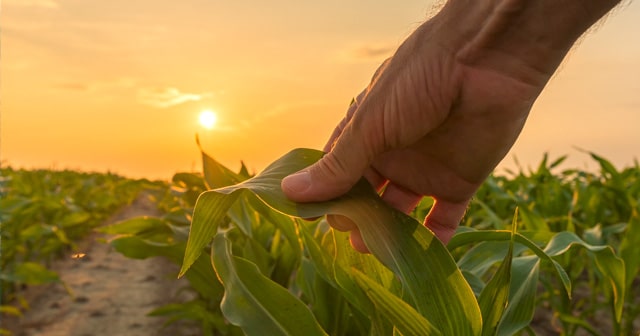 Blog Header Farmer's hand on cornfield