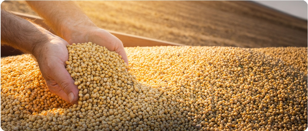 Hands in Soybeans