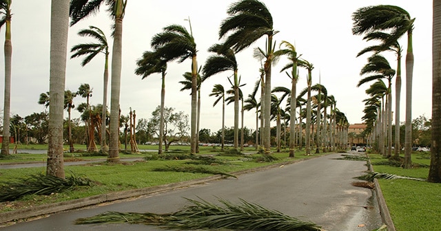 Blog Header Blowing Palm Trees