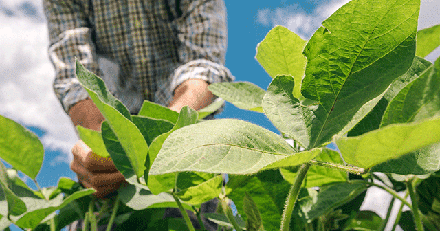 Blog Header Farmer handling soybean leaf