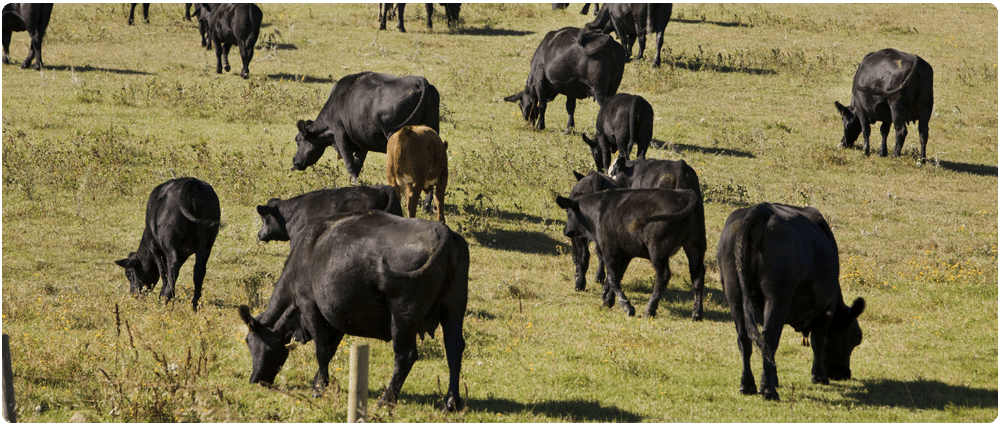 Livestock Grazing