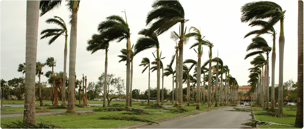 Palms trees blowng with leaves scattered on ground