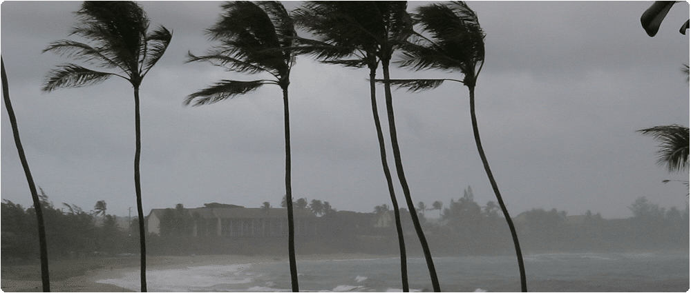 Palm trees blowing in storm in front of resort
