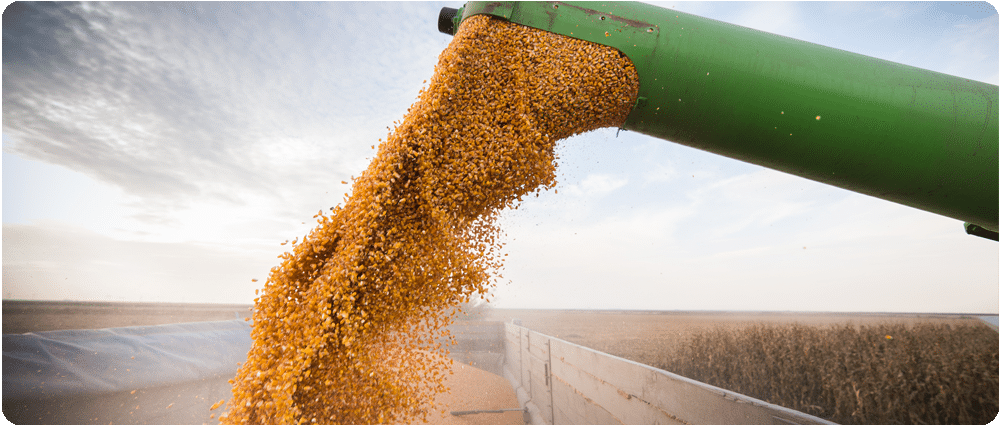 Combine harvesting crops