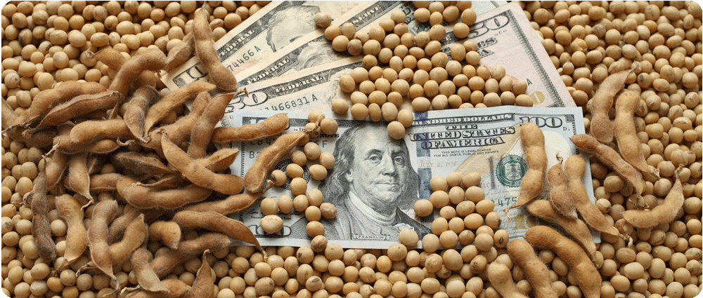 Money covered in soybeans
