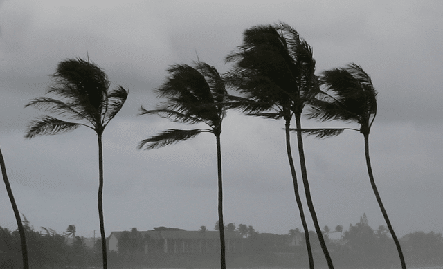 Palm trees blowing in windy storm