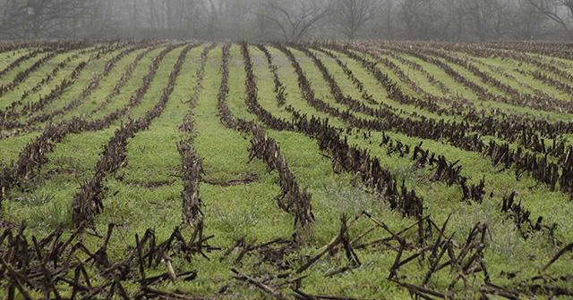 News Insights Harvested Cornstalks