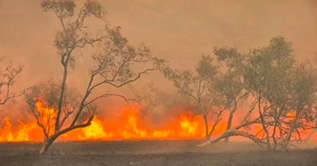 News Insights Trees Burning