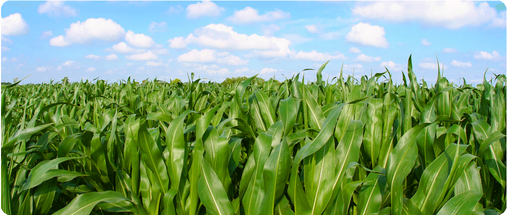 Corn field