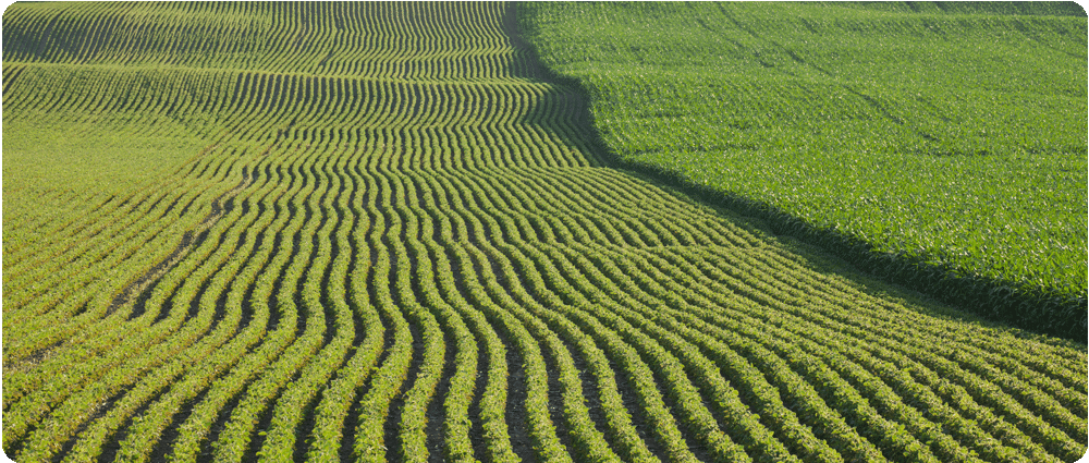 Maize and soybean field