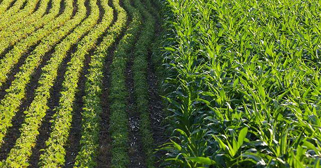 Blog Header Maize and Soybean