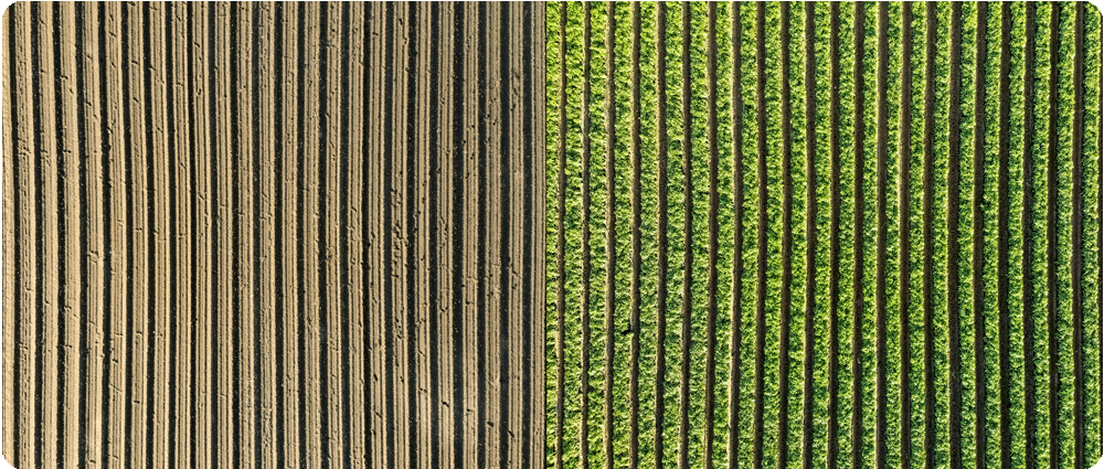 Soybean field