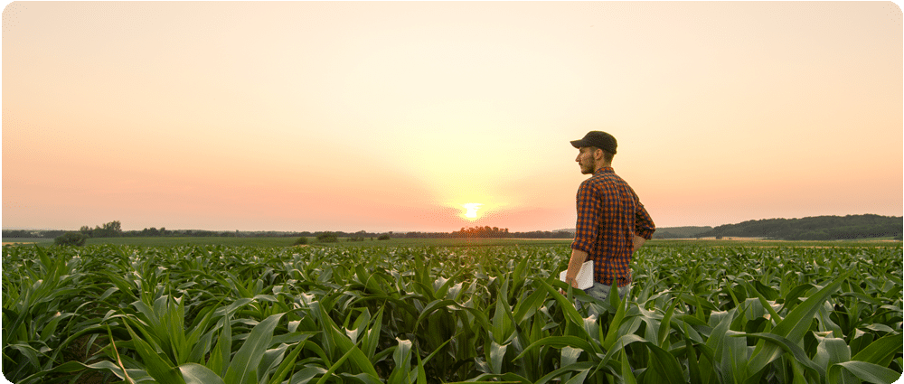 Young farmer holding tablet in cornfield