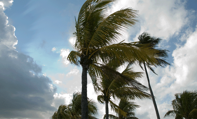 Palm tree blowing in the wind