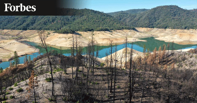 News Insights Forbes Wildfire