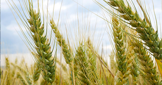 news insights hard winter wheat