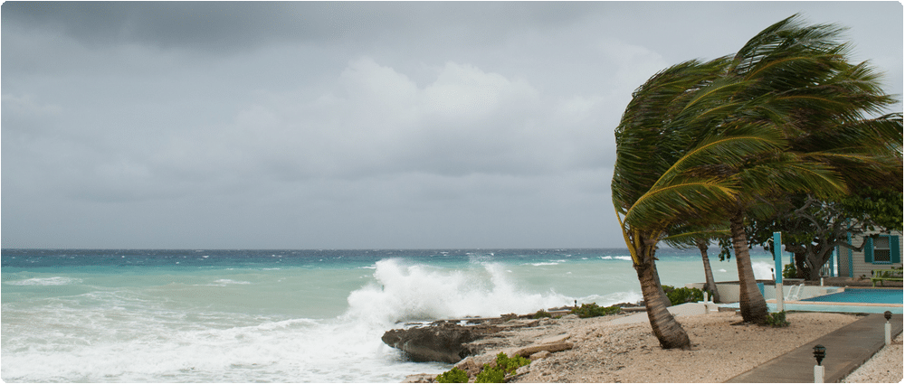 Palm Trees Blowing in Tropical Storm