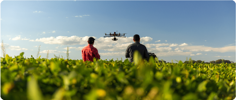 Farmers with drone in soybean field