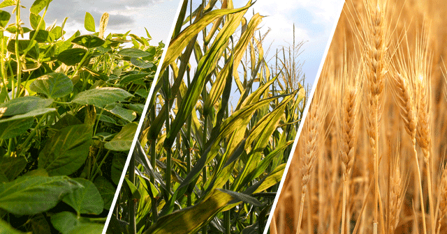 Soybeans, Corn, and Wheat Blog Header