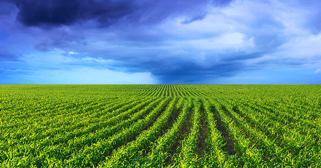 Blog header cornfield with storm clouds in the distance
