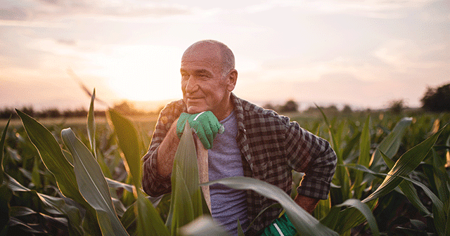 Blog header Farmer reflecting in cornfield