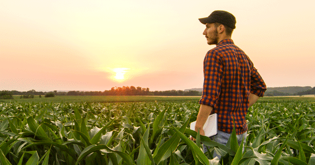 News Insights Farmer standing in cornfield