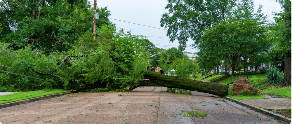 Fallen tree in residential neighborhood