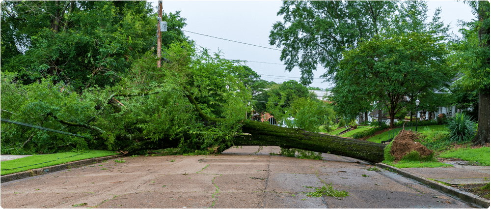 Fallen Tree