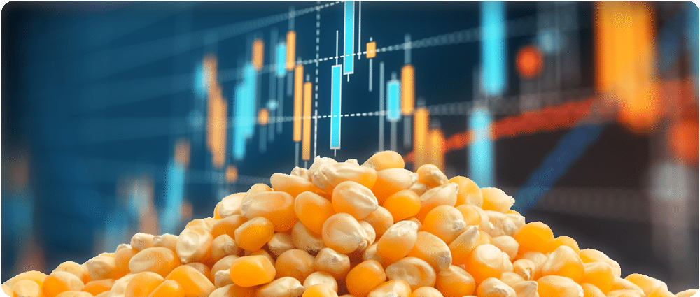Corn with stocks in background
