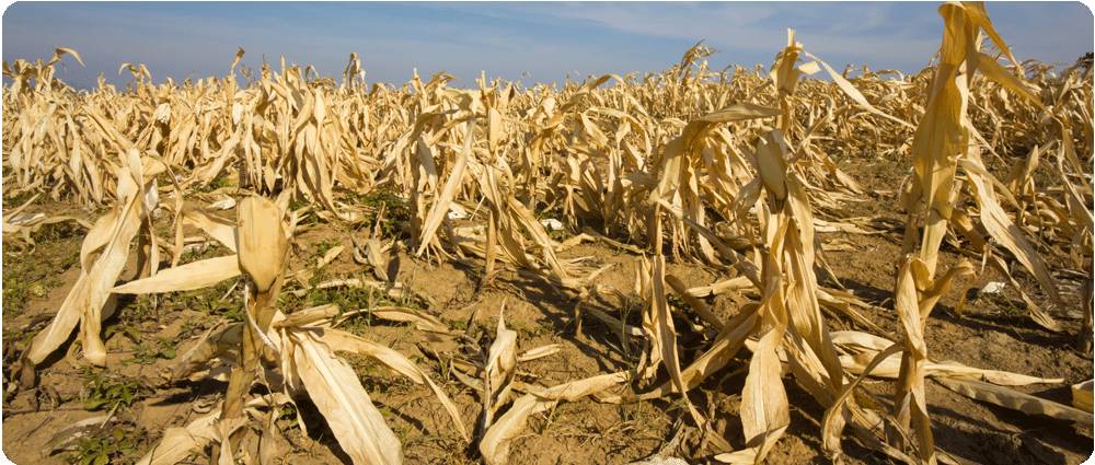 Corn devastated by drought