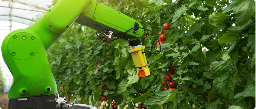 Robot picking tomatoes