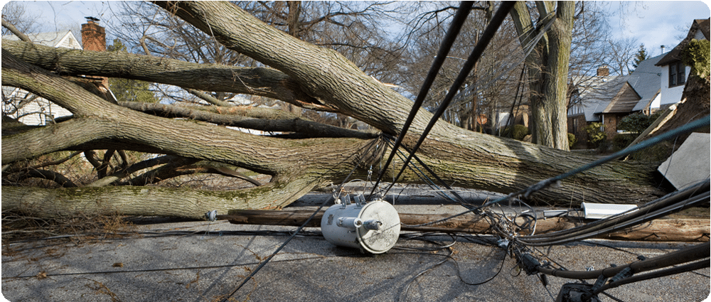 Tree fallen on power lines