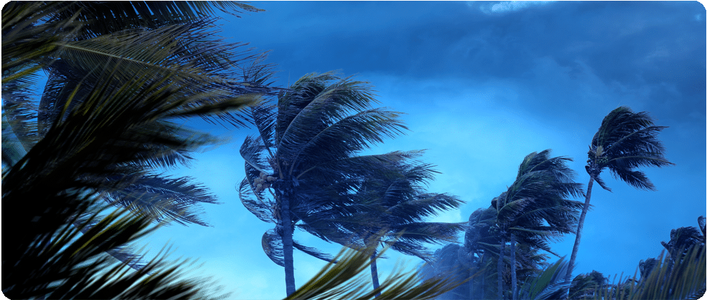 Palm trees blowing in hurricane