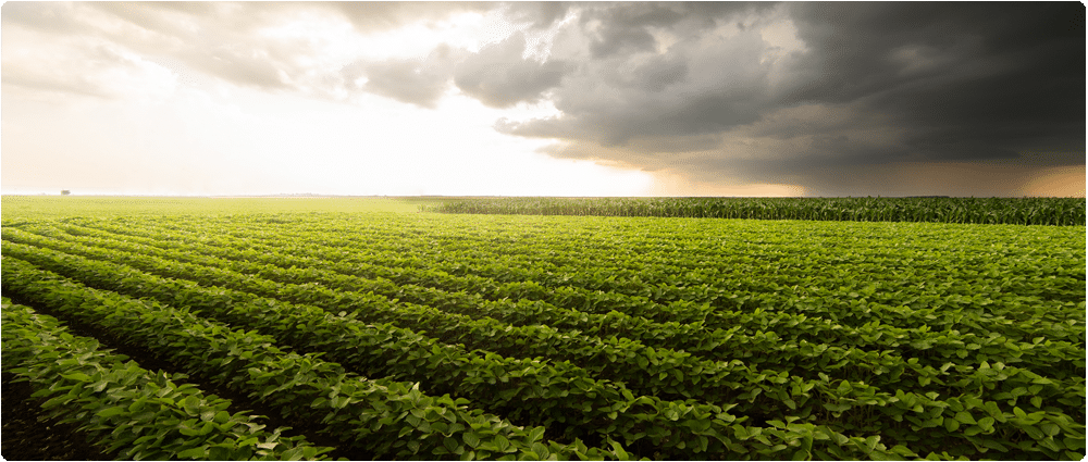 Soybean field with storm clouds