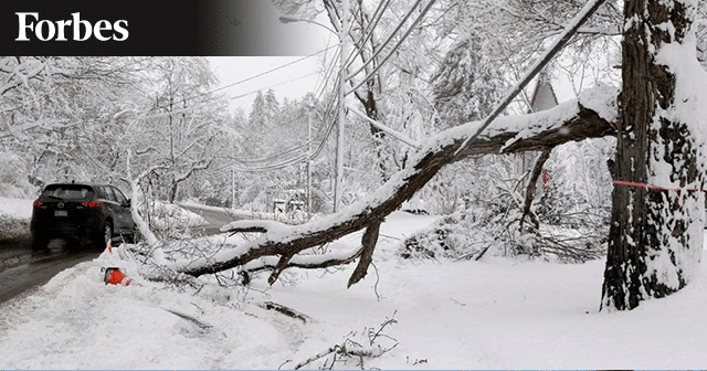 News Insights Tree fallen in snow