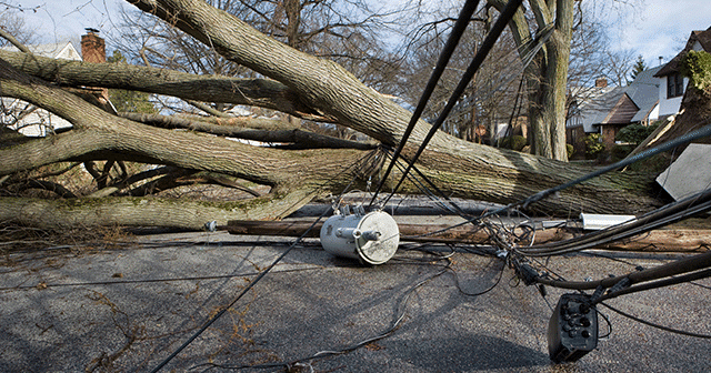 Blog header Fallen tree on transformer