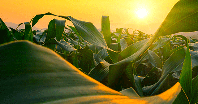 Blog Header Cornfield Sunrise