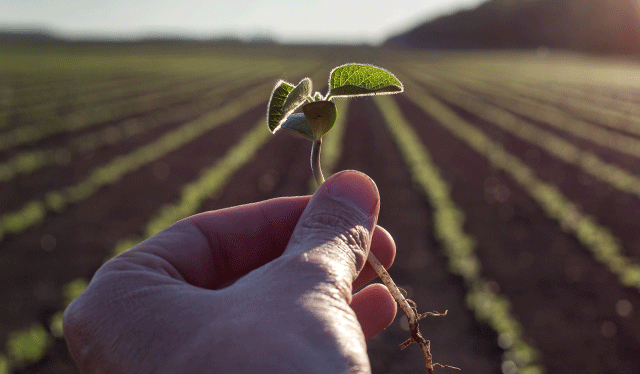 Hand holding seedling with cropfield background