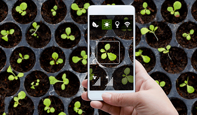 Smartphone with plant seedlings