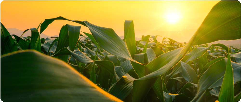 Cornfield in the morning