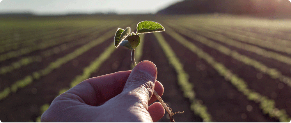 Hand holding seedling