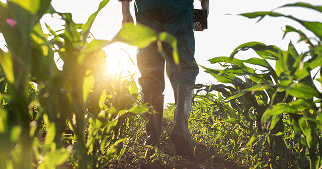 Blog header Farmer walking in maize with tablet