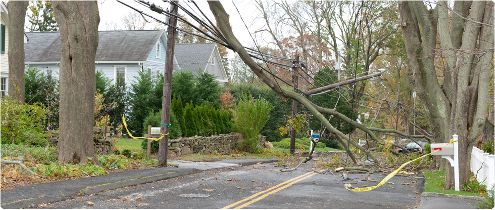 Fallen tree on power lines