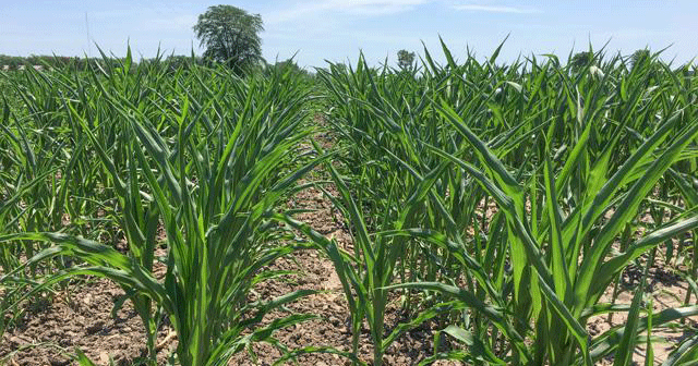 Corn field