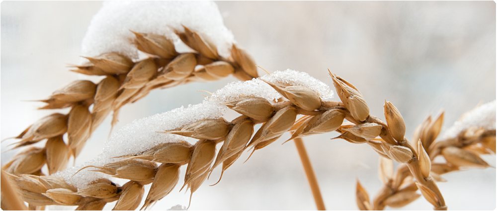 Winter Wheat