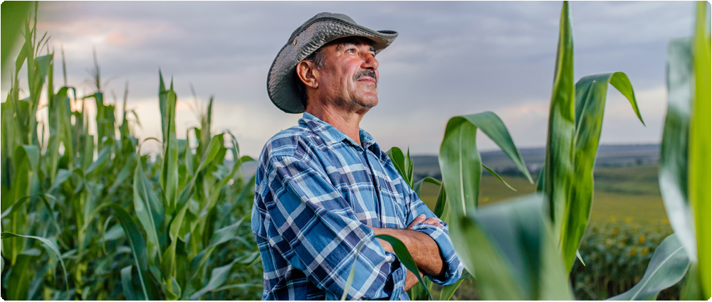 Farmer standing in cornfield